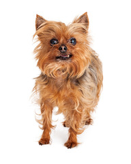 Silky Terrier Crossbrees Dog Isolated