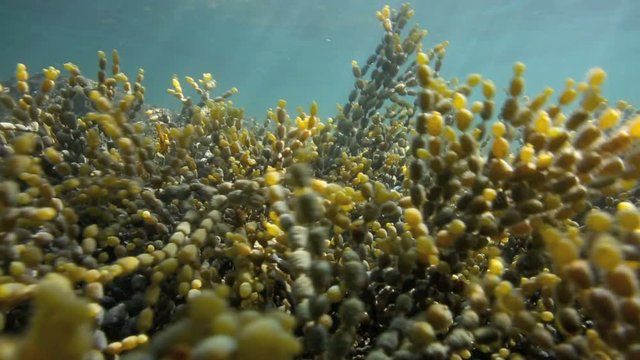 Neptune's Necklace (Hormosira banksii) seaweed moving back and forth in current underwater