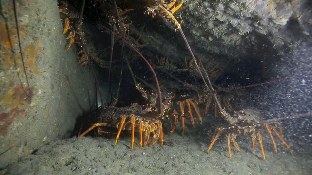 Spiny crayfish (lobster) sheltering under rocks near Gisborne, New Zealand 