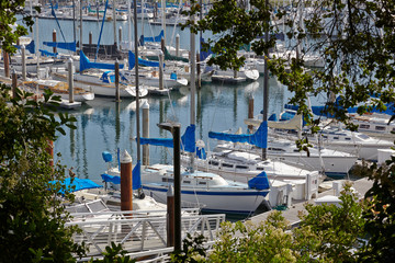 Fototapeta na wymiar A sun-filled yacht harbor framed by trees. California, USA.