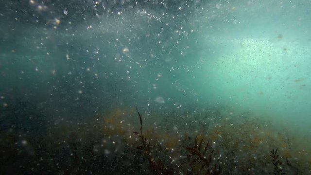 Underwater view of ocean thick with plankton at Goat Island marine reserve, New Zealand 