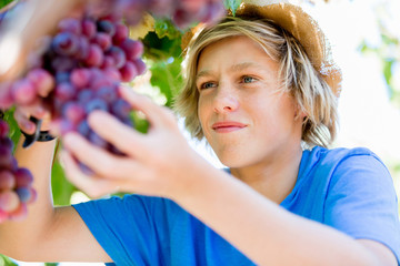 Boy in vineyard