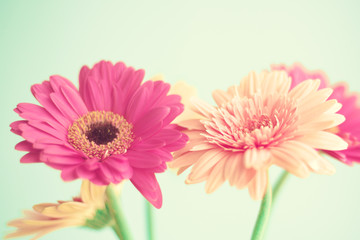 Pink flowers over mint background