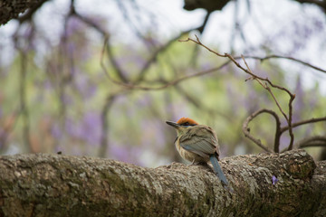 El pájaro en el tronco mueve sus alas.