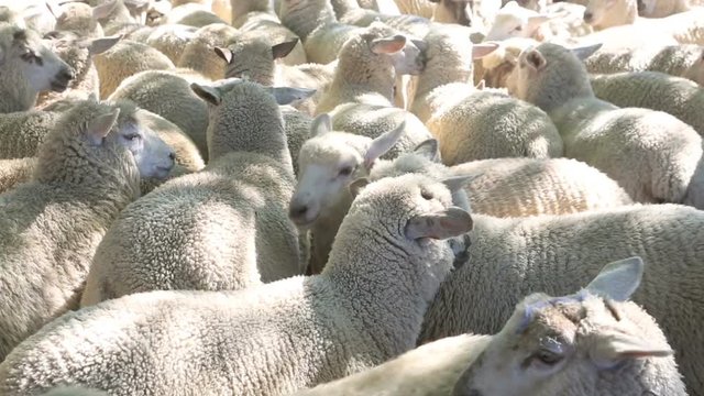 Flock of sheep in farm yard, New Zealand 