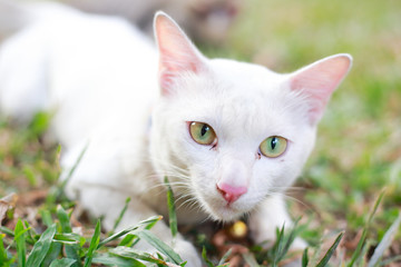 white cat