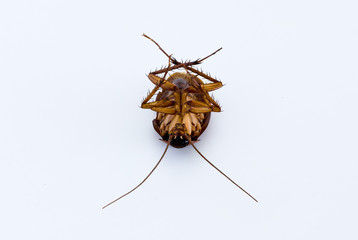 Cockroach isolated on a white background
