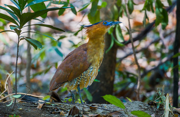  Rare Malayan Night Heron (Gorsachius melanolophus)  