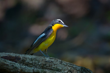 Yellow-rumped flycatcher(Ficedula zanthopygia) on the wood