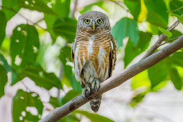 Asian Barred Owlet (Taenioglaux cuculoides)