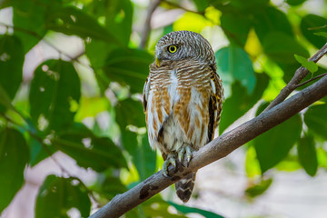 Asian Barred Owlet (Taenioglaux cuculoides)
