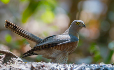 Close up of  Shikra (Accipiter badius) in real nature in Thailand