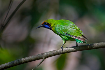 Golden-fronted leafbird (Chloropsis aurifrons)