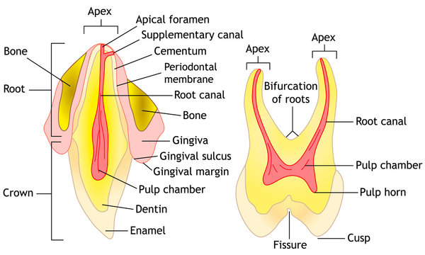 Tooth anatomy, vector