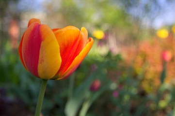 A tulip flowers in the spring garden with blank space for text