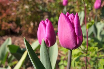 Fototapeta premium A tulip flowers in the spring garden with blank space for text