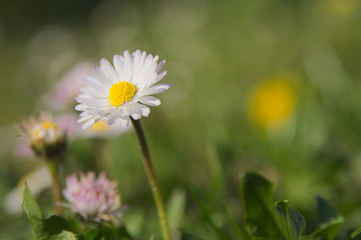 Daisy flower with a blank space for text