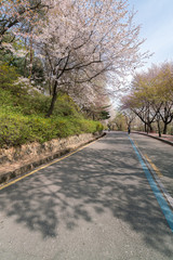 the road with sakura tree