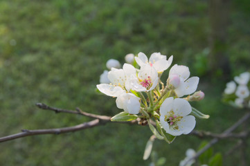 Apple tree flowers with a blank space for text
