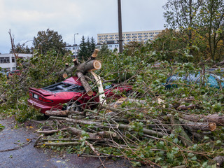 Big tree falls and destroying a parked car.