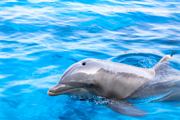 Delfin im blauen Wasser