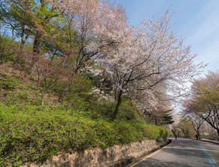Fototapeta na wymiar the road with sakura tree