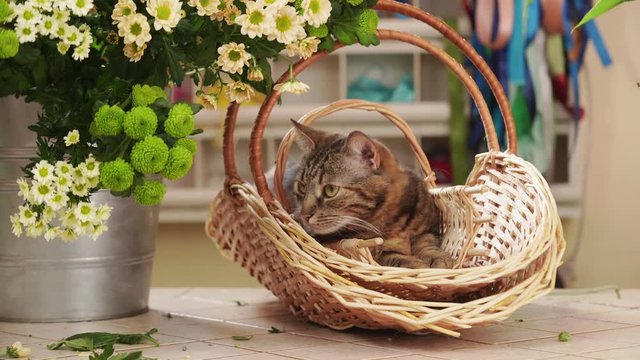 Cute cat laying in basket at the florist shop. Close up