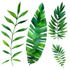 vector watercolor green leaves