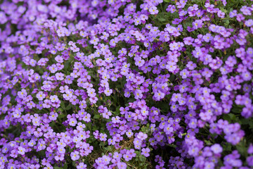 Fototapeta premium Purple flowers