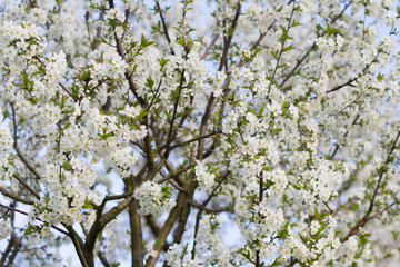 White bloom