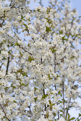 Tree in white bloom