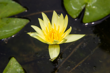 yellow waterlily or lotus flower blooming on pond