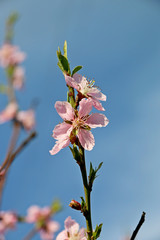 Obraz premium цветы, почки, и побеги на ветке дерева