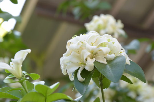 Closeup Of Blooming Orange Jasmine Flowers (Murray Paniculate, Andaman Satinwood, China Box Tree)