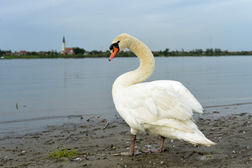 Swan going into the river