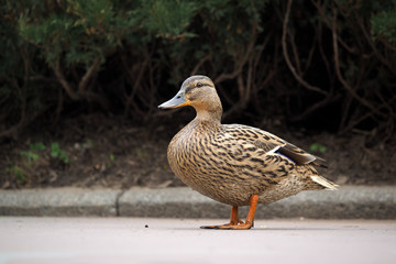 Duck on the road. Duck on the roadway