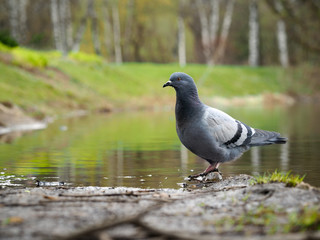 Bird pigeon on the lake in the park