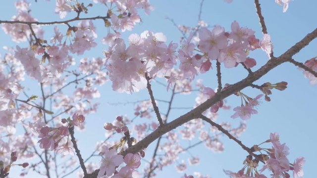 Kawazu Cherry blossoms,at Showa Memorial Park,Tokyo,Japan,Filmed in 4K