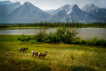 Big horn sheep in Jasper National Park