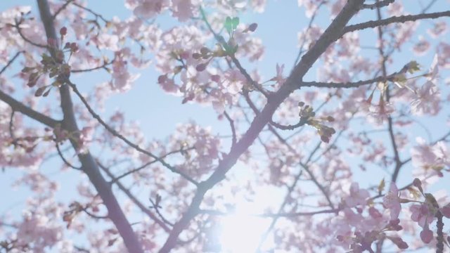 Kawazu Cherry blossoms,at Showa Memorial Park,Tokyo,Japan,Filmed in 4K
