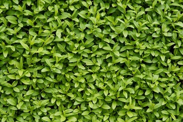 privet bush with green leaves as floral background - obrazy, fototapety, plakaty