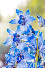 beautiful blue orchids