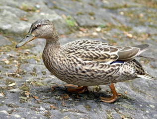 Fototapeta premium Stockente II