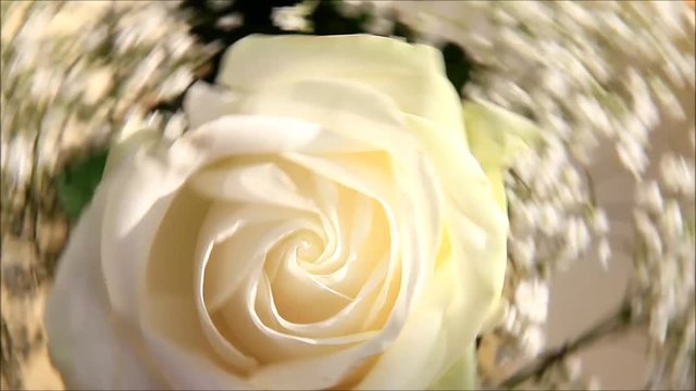 cream color rose rotates
