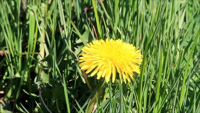 dandelion flower in the nature in spring, background
