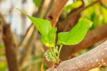 young Mulberry fruit growing on the tree