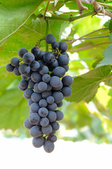 bunch of grape with green leave in the garden