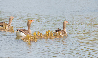 Geese and goslings along the shore of a canal