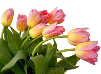 pretty tulips