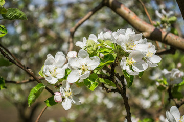 apple tree in spring Highlight